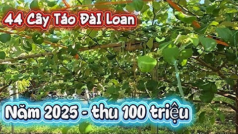 THĂM VƯỜN TÁO ĐÀI LOAN ANH CHÂU CÂY KHỎE SIÊU ĐẸP I NÚI ĐỒI LỤC NGẠN