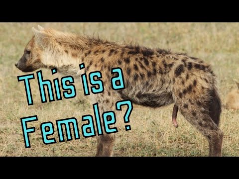 Top 10 Craziest forms of Sex in the Animal Kingdom - YouTube