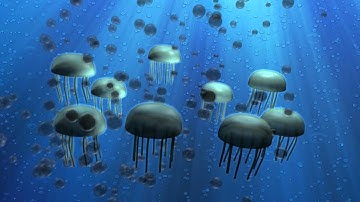 jellyfish animation test