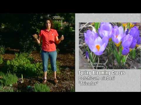 Video: Saffron (Crocus) - Features And Uses