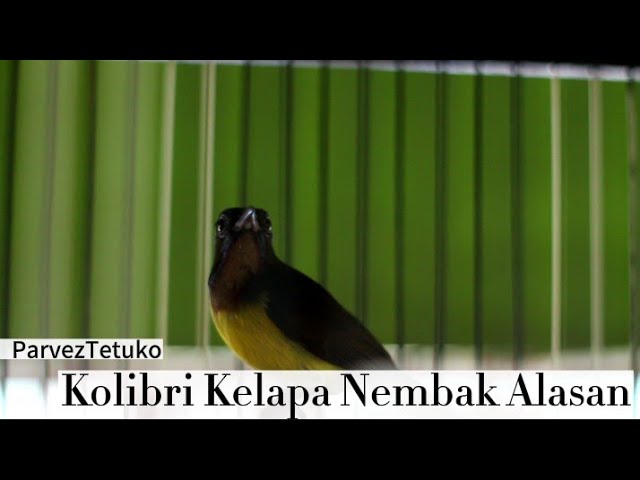 Paling Ampuh Kolibri Kelapa Nembak Alasan class=