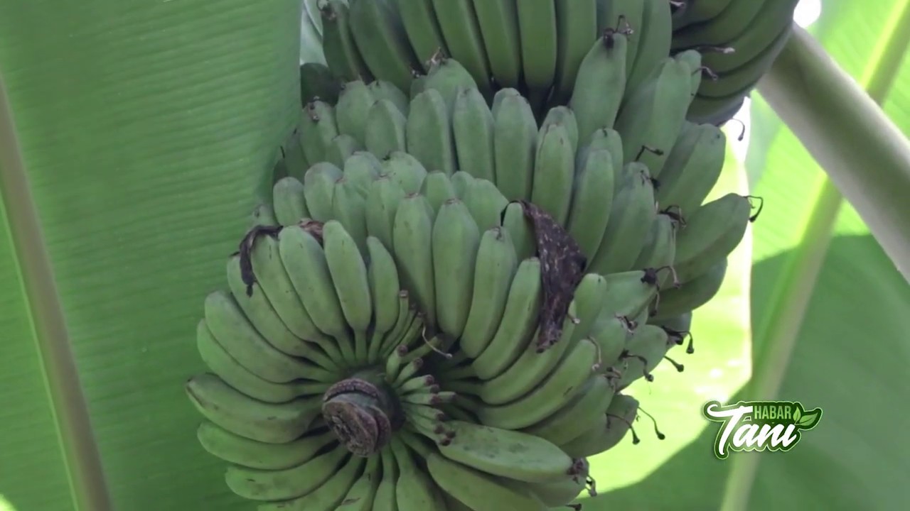  Budidaya Pisang Kepok  Kuning Madu Habar Tani YouTube