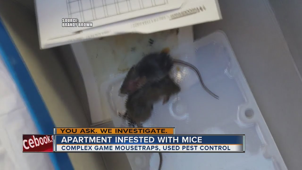 Mice in apartment building Idea