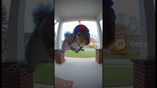 Cute squirrel 🐿️ #viral #memes #funny #funnymemes #relatable #cute #viralmemes