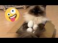 Funniest Cat Moments 2026 | Cute Cats and Viral Kitten Fails You Will Want to Replay Again HD Now!!!