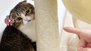 指を近づけただけなのに猫にこんな顔されました…涙