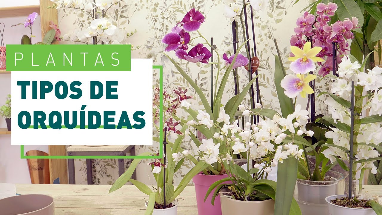 10 tipos de orquídeas y sus características | Plantas en VERDECORA - thptnganamst.edu.vn