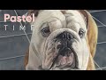 Rocco the Bulldog in Pastel - Timelapse