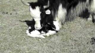 http://www.theYakRanch.com A young Royal Yak mom talks to her baby ...