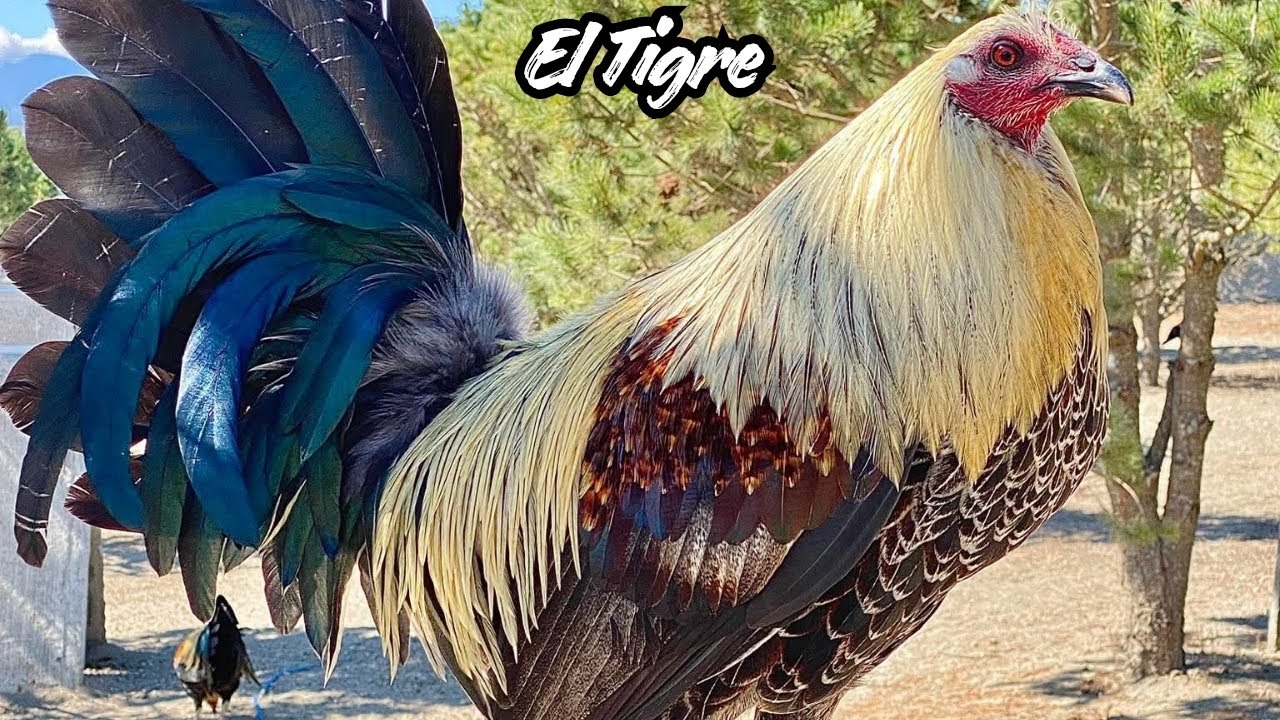 Rancho El Tigre 🇲🇽 Feeding Time Free Range Shape Chicken Coop Indoor Outdoor BIG FARM