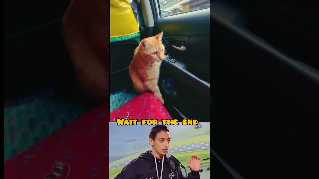 cat jump out from car . 