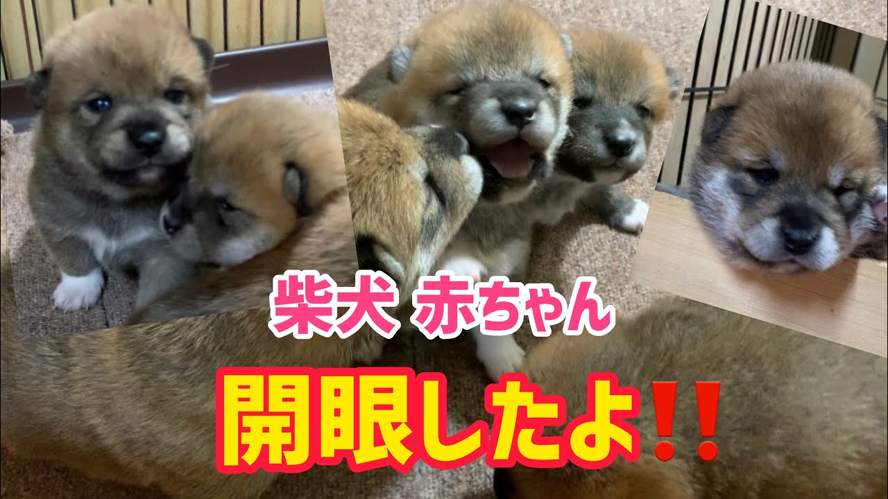 柴犬夫婦の間に生まれた4匹の子犬の 開眼 に祝福の嵐