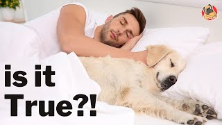 Why Does Your Dog Sleep with You?