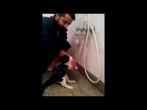 Kedi nasıl yıkanır? ustasından öğreniyoruz 🐺🐺🐺