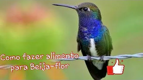 O que dar de comer para um filhote de Beija-flor?