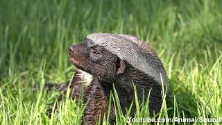 Badger sound