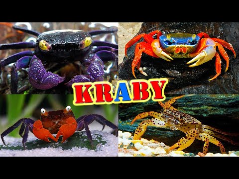 KRABY słodkowodne w AKWARIUM 🦀 przegląd gatunków