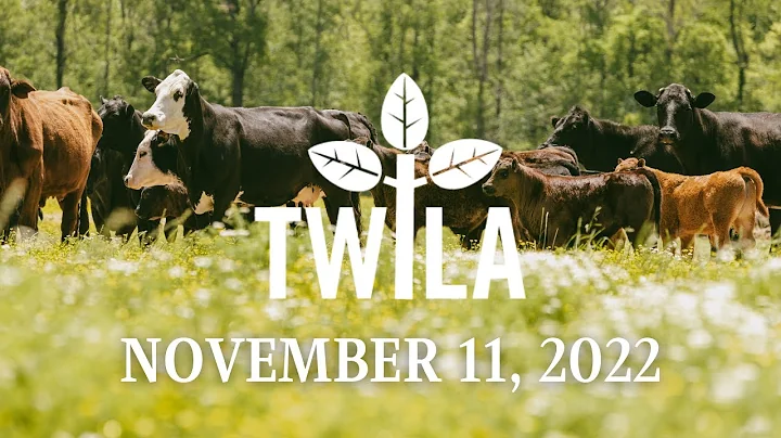 TWILA -- November 11, 2022