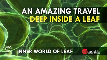 Inner World of Leaf | An Amazing Travel Deep Inside a Leaf