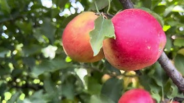 Gala Imperial Apples | Sweet, Crisp & Juicy Orchard Fresh Harvest