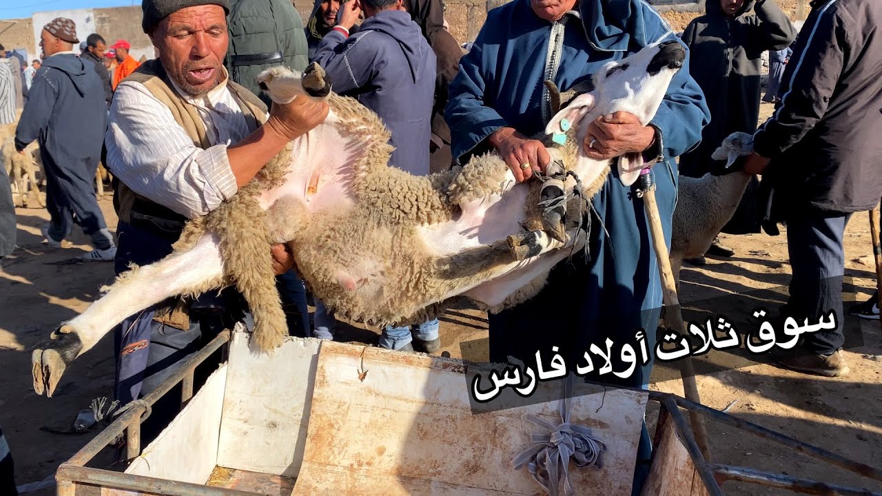 مباشرة من سوق ثلات أولاد فارس 24/02/2026 مع التمن حولي والنعجة وحولية 🐏