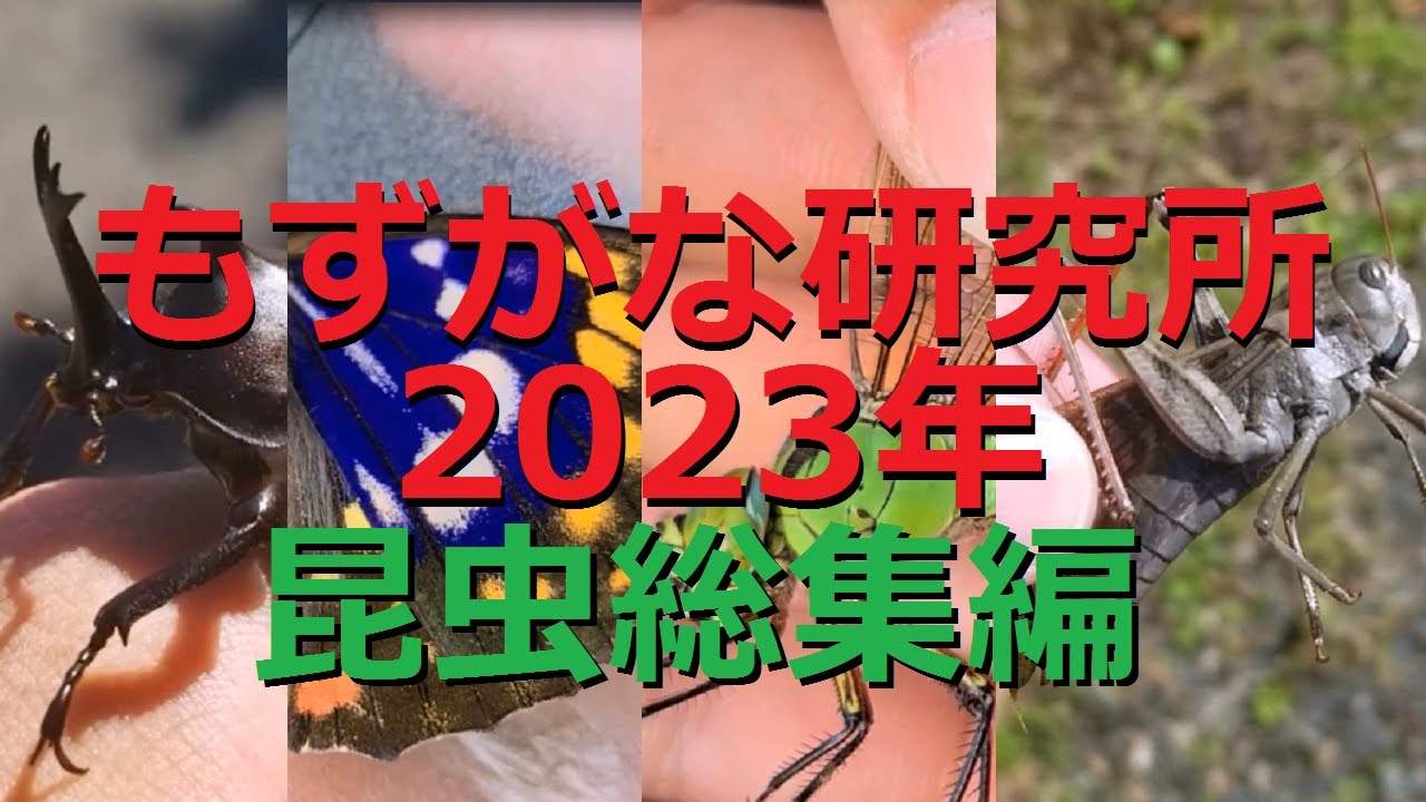 2023年に動画で紹介した昆虫を一気に振り返る! - YouTube