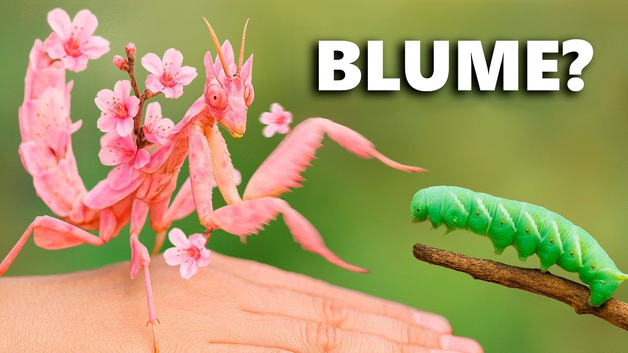 Dieser Käfer Gibt Sich Als Blume Aus, um zu Jagen…