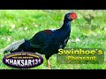Swinhoe's Pheasant Bird