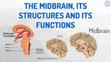 [Psychology] The Nervous System #05: The Midbrain, Its Structures And Its Functions