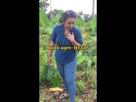 Video: Goggas op waatlemoenplante - beheer waatlemoenplae in die tuin