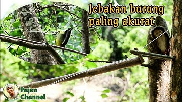 Jebakan Burung Yang Sangat Akurat Dan Praktis
