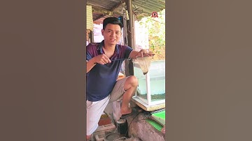 Dời cá lóc batik đưa lên hồ kính form