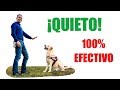 Como entrenar un perro para que se quede quieto 100 efectivo