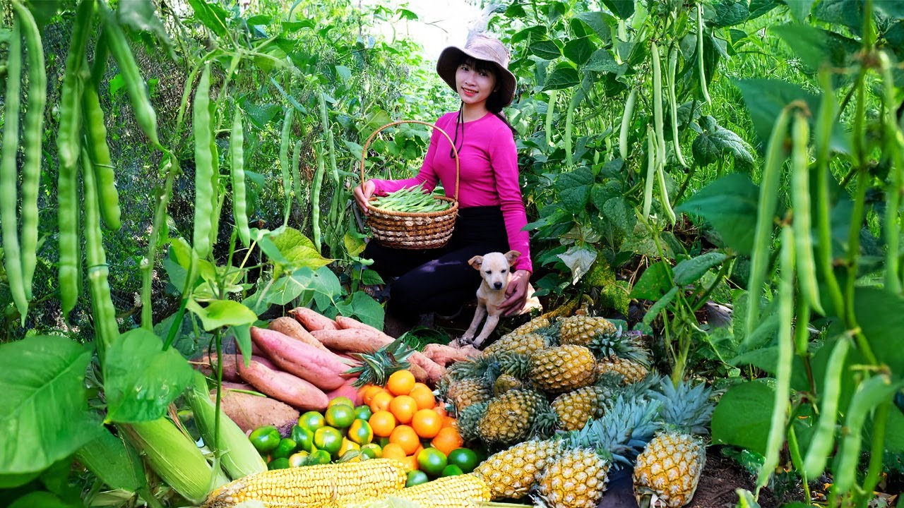 Harvest, Sell, Cook: Green Beans, Sweet Oranges, Sweet Potatoes, Pineapple, Corn, Farm Life