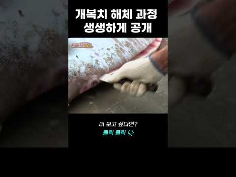 로또 생선! 개복치 해체 과정 생생하게 공개 | 리얼다큐 숨
