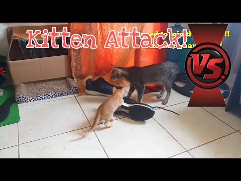 funny-kitten-battle-shoelaces-attack|kitten-vs-shoes|