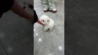 On A Short-Legged Happy Girl With Squeaky Breasts. She Is So Cute. The Cute Little Bichon Frize Has