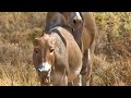Donkey Mating Viral Video 