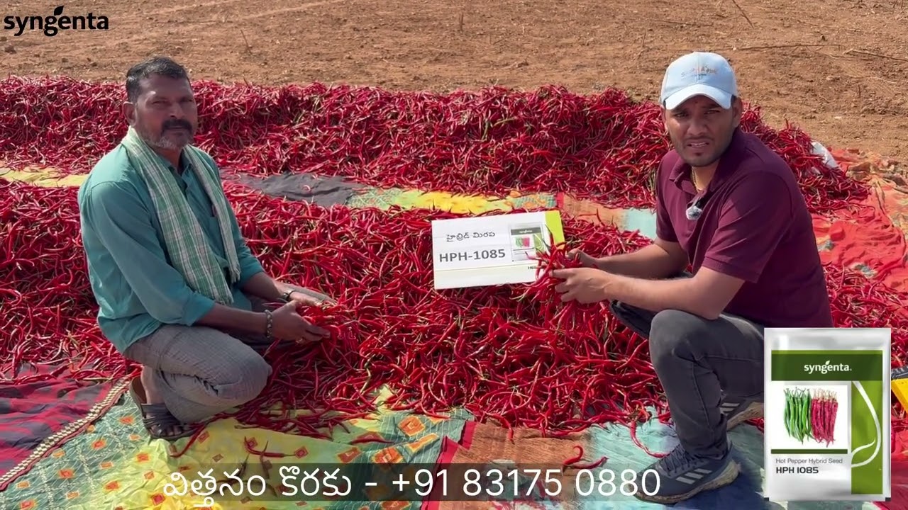 💥వైరస్‌ను తట్టుకునే శక్తిలో HPH-1085🌶️💥 ఇతర అన్ని రకాలకన్నా ముందుంది.”✅#farming 