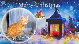 猫とホワイトクリスマス 2022 by 茶トラ猫つくね / Tsukune 291 views 1 year ago 1 minute, 10 seconds