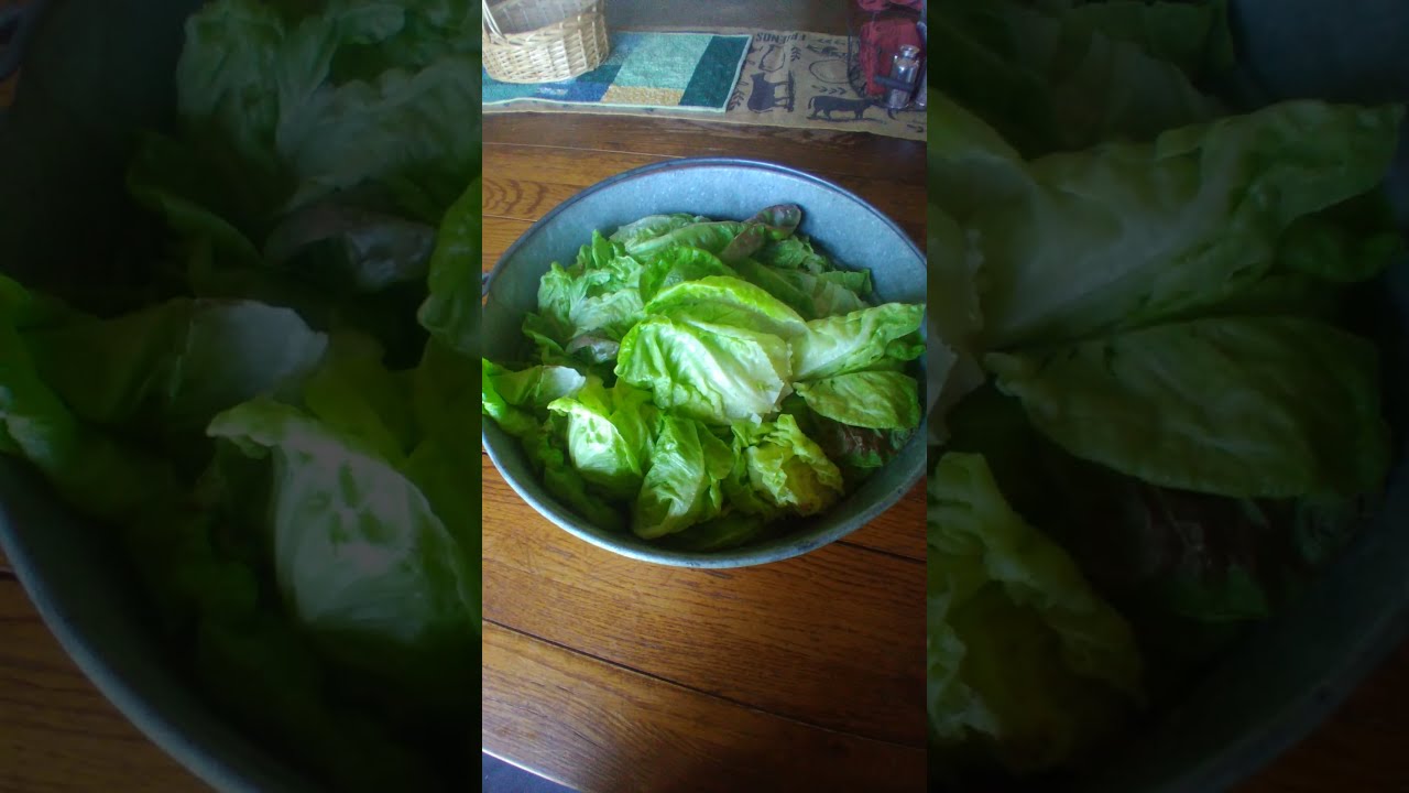 Lettuce Fresh From The Garden 