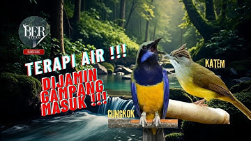 CUNGKOK KAPAS TEMBAK❗️MASTERAN KOMBINASI TERAPI AIR