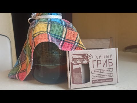 Чайный гриб из Фикс Прайса или Озона. Как сделать Чайный гриб в домашних условиях! Гриб комбуча!