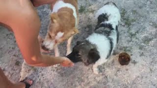 Невозможно помочь всем бездомным животным, но если каждый хоть немного проявит сострадания. Невозможно помочь всем бездомным животным, но если каждый хоть немного проявит сострадания.
