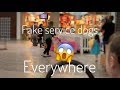 FAKE SERVICE DOGS EVERYWHERE ~ ONE TIGRIS