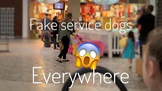 FAKE SERVICE DOGS EVERYWHERE ~ ONE TIGRIS