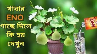 গাছে খাবার ইনো দিলে কি হয় দেখুন - Unknown Uses of ENO - গাছে ইনোর ব্যবহার