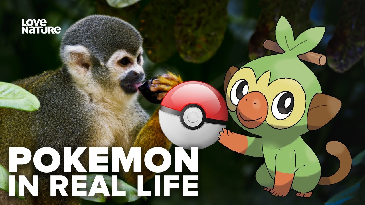 Animals Who (Likely) Inspired Nintendo's New Pokemon Sword and Shield  Characters | Love Nature - YouTube