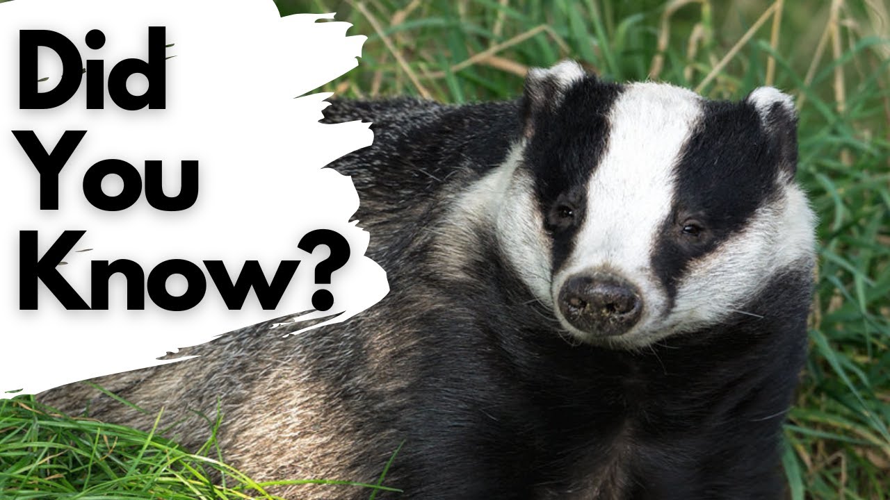 Things you need to know about BADGERS! YouTube