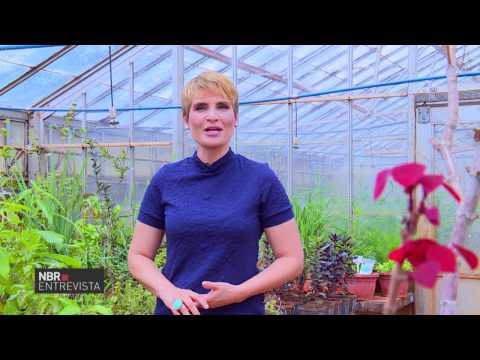 Vídeo: Dioscorea Caucasiana - Propriedades Medicinais, Benefícios, Contra-indicações